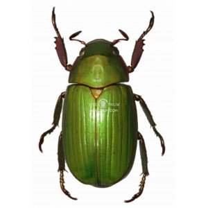 CHRYSINA ORIZABAE